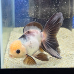Thai Oranda Lemon head Panda 2.7” male(FEB-652)R3B21