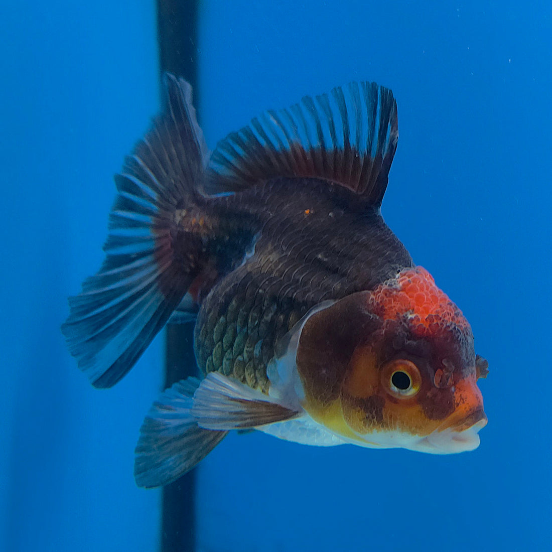 Thai Oranda Apache 2.5” Female(FEB-680)R3B01