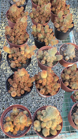 Mammillaria elongata Cactus easy care in 4 inch pot