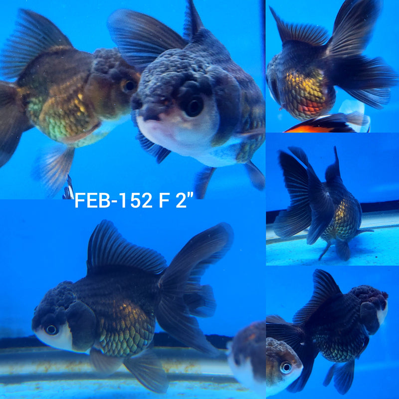 Thai Oranda Copper/Panda 2” Body Female (FEB-152)R3A10