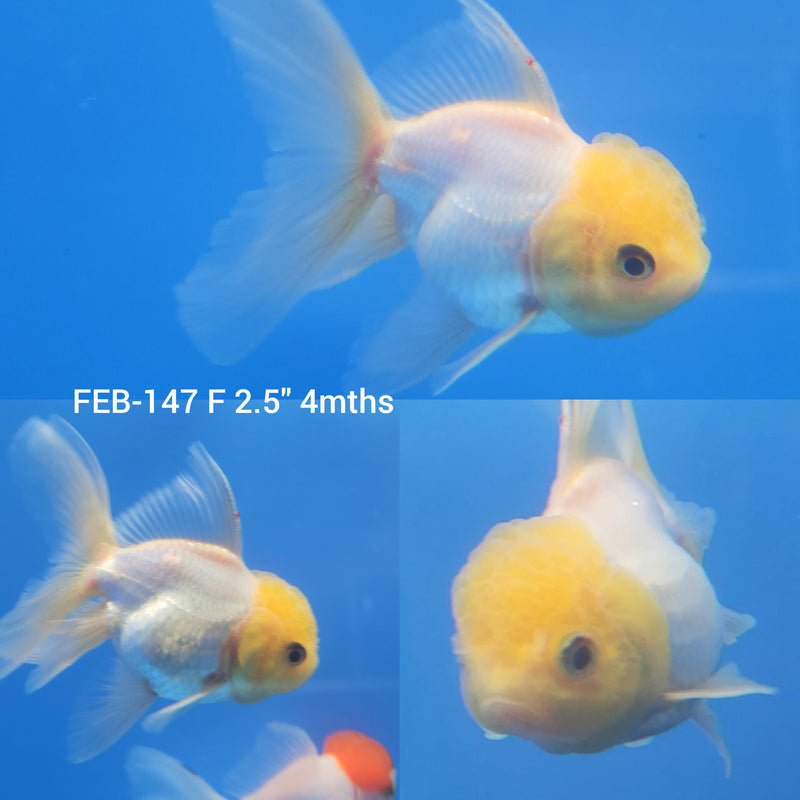 Super White Oranda 2.5” Body Female (FEB-146)R3B16
