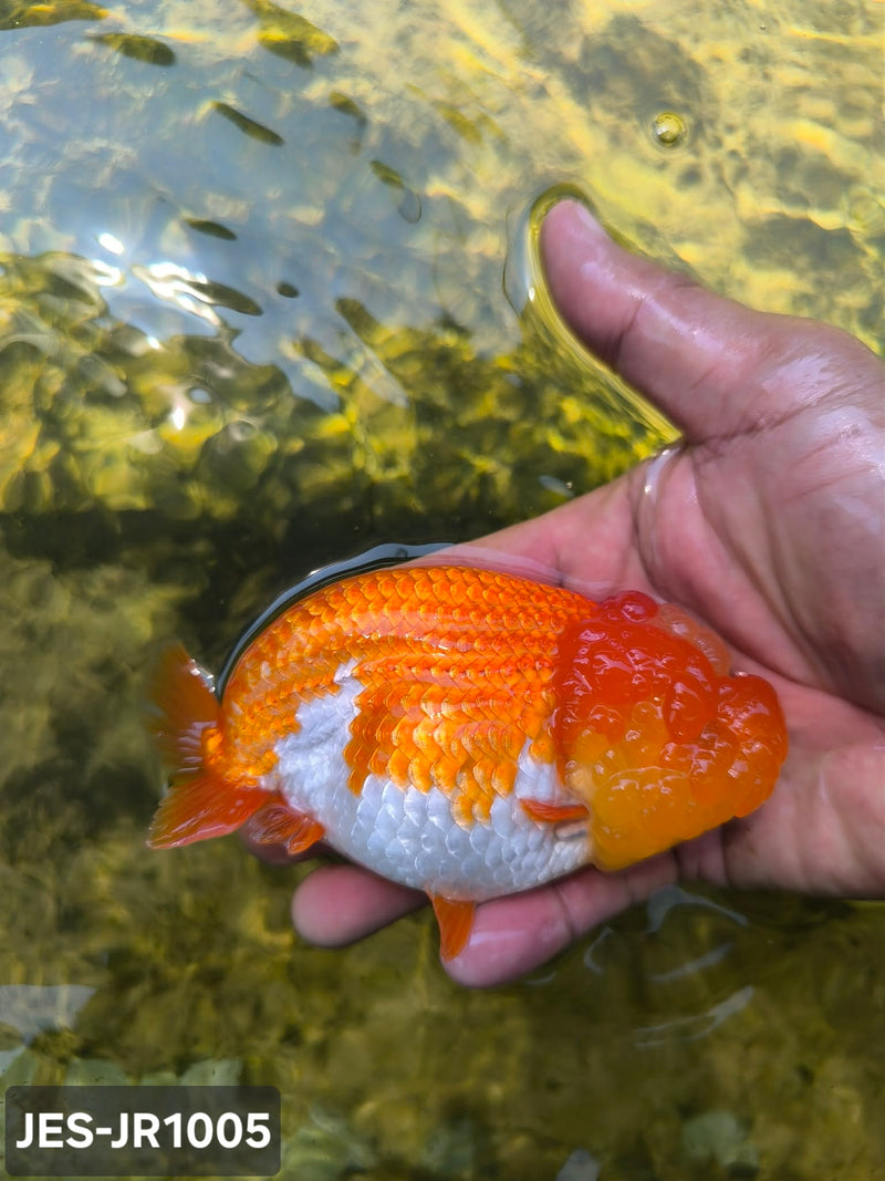 Thai Dragon Head Ranchu Red & White 4.00 inch Body (JES-JR1005)