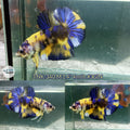 Live Male Betta Yellow Koi Metallic Plakad (TNK-340) High quality what you see what you get!!
