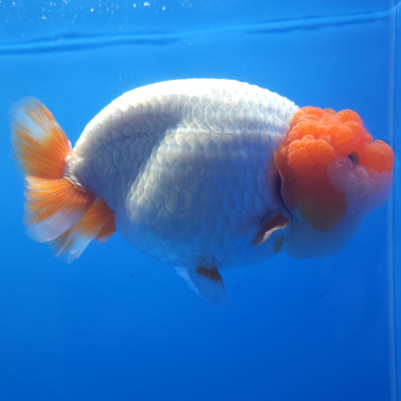 Thai Jumbo Ranchu Red & White 5in Female (FEB-215)SHOWTANK2