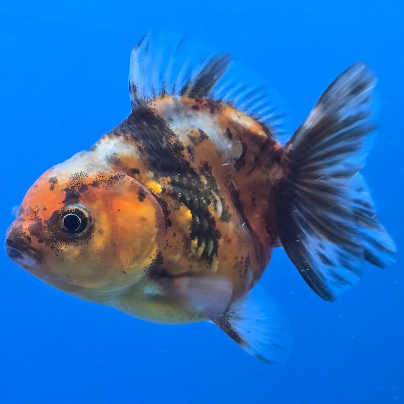 Thai Shogun Calico Oranda 2.5" Body Male A+ Grade(CK-604)R3A01