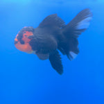 Thai Oranda Apache 3.5” Female(FEB-717)R1B07
