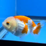 Thai Ranchu Red and White 2.50" Body Female (FEB-813)R2B05