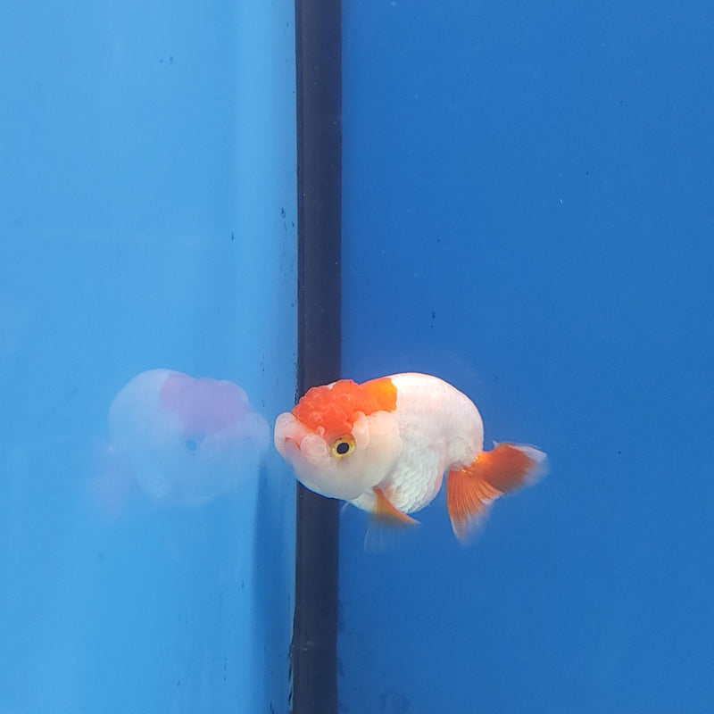 Chinese Ranchu Red & White 2in Female (FEB-333)R3B16