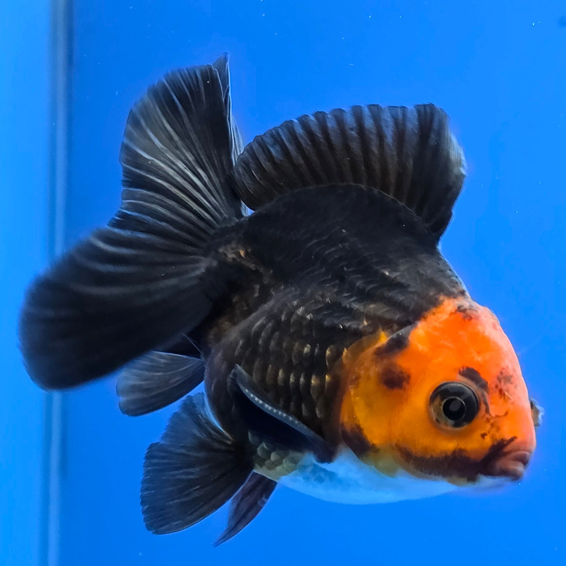 Thai Oranda Red Cap Black 2.00" Body male (FEB-744)R2B01