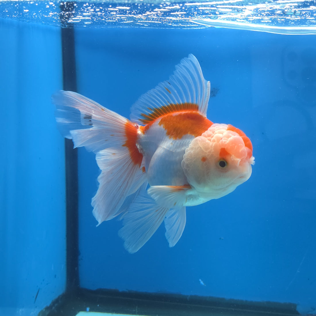 Thai Oranda Lemon Head Red and White 4" Body male 9mths(FEB-576)R2A02