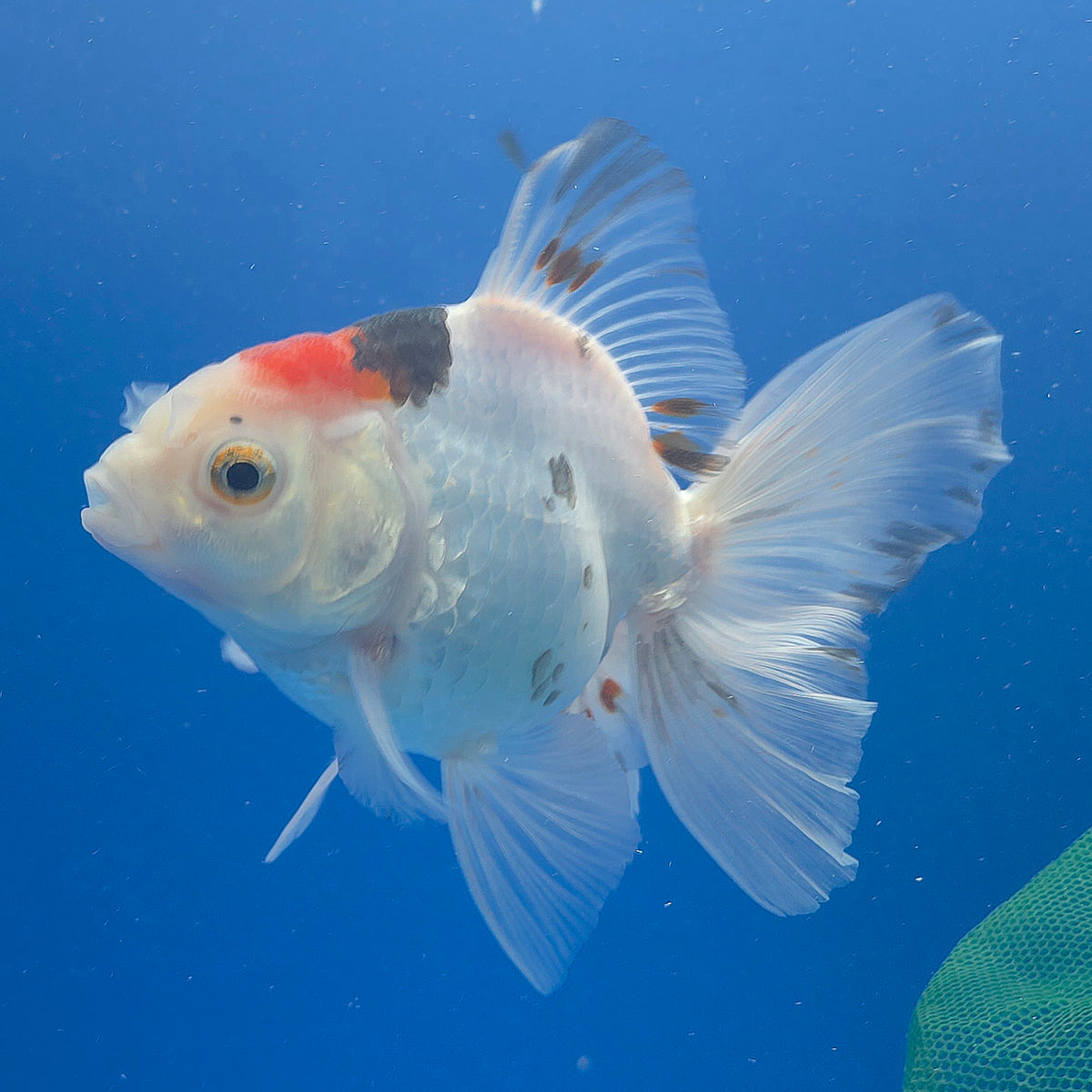 Thai Oranda Lemonhead Tri-Color/Panda 3.00" Body Female (FEB-800)R1B03