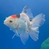 Thai Oranda Lemonhead Tri-Color/Panda 3.00" Body Female (FEB-800)R1B03