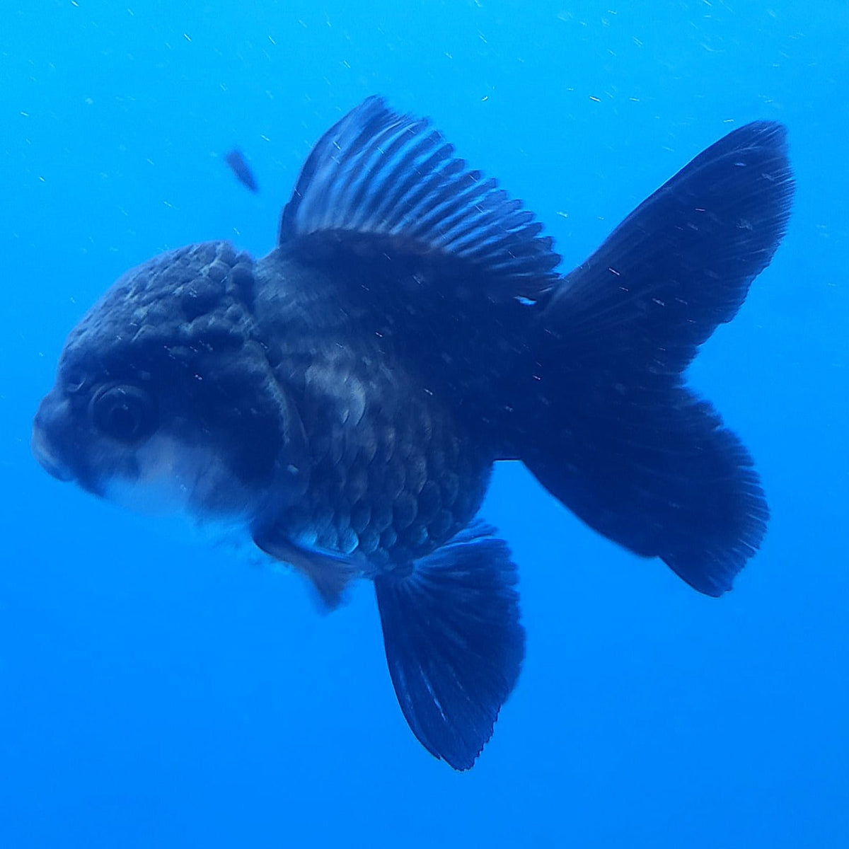 Thai Oranda Black 3.00 inch Body Female(FEB-834)R2B12