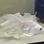 Short Body Platinum Butterfly Koi A GRADE