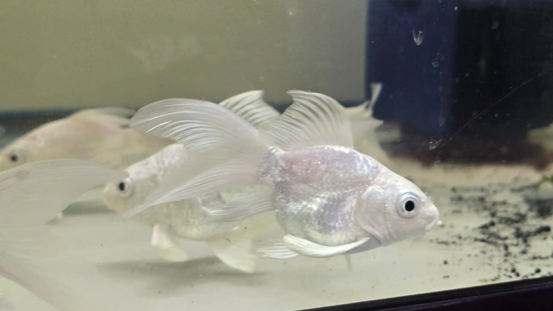 Short Body Platinum Butterfly Koi A GRADE