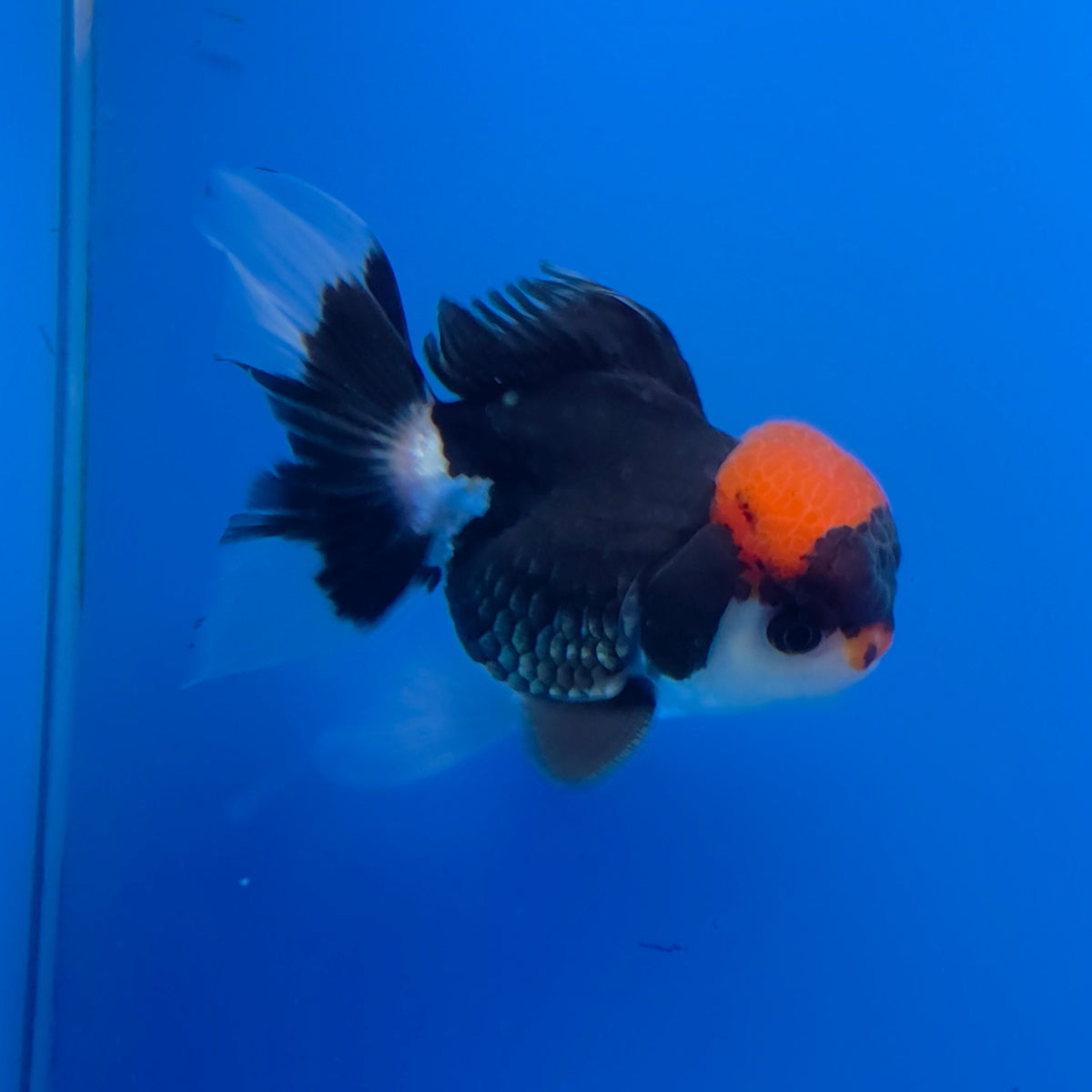 Thai Oranda Red Cap Panda 3.5" Body Male (FEB-754)R2B07