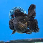 Thai Oranda Super Black 3.5” Female(FEB-726)R1B07