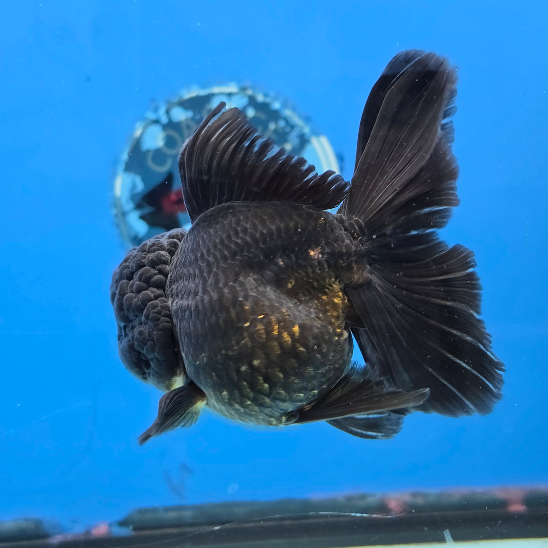 Thai Oranda Super Black 3.5” Female(FEB-726)R1B07