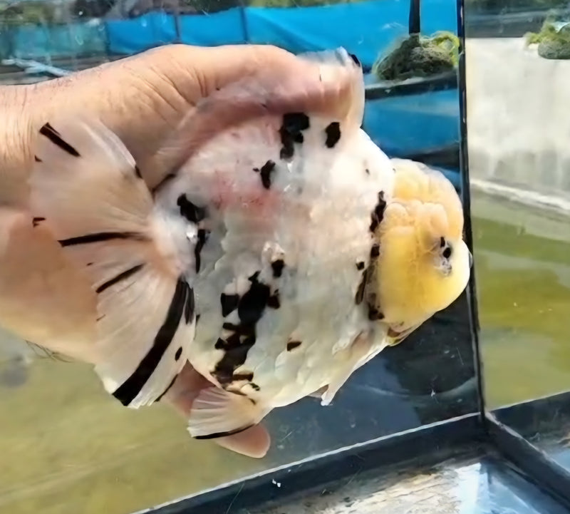 Thai Jumbo Super White Tiger Orchid Tail Oranda by NK THAILAND 5.00 inch Body (NKT-JO2050)