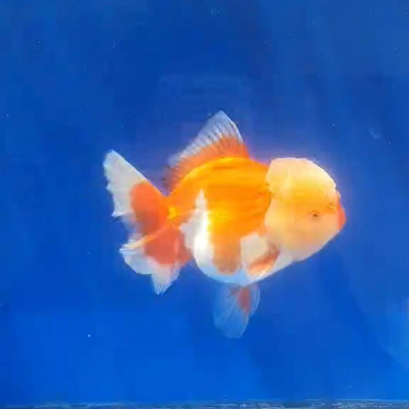 Thai Jumbo Red/White Orchid Tail Oranda 4.50” Body (CRP-JO1144)