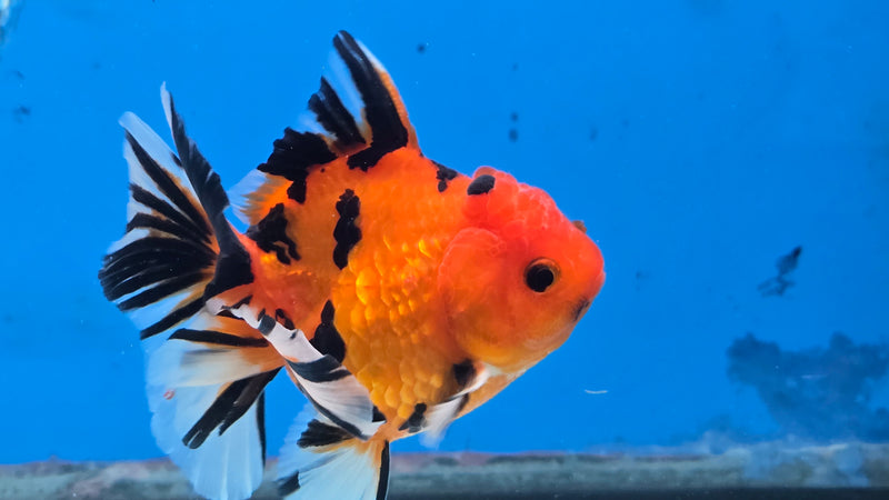 Thai Red Tiger Calico Orchid Tail 3.00 inch Body Female Medium Breed (NNN-3030)R3A15