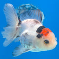Thai Oranda Tri-Color 3.5” Male(FEB-636)R3B15