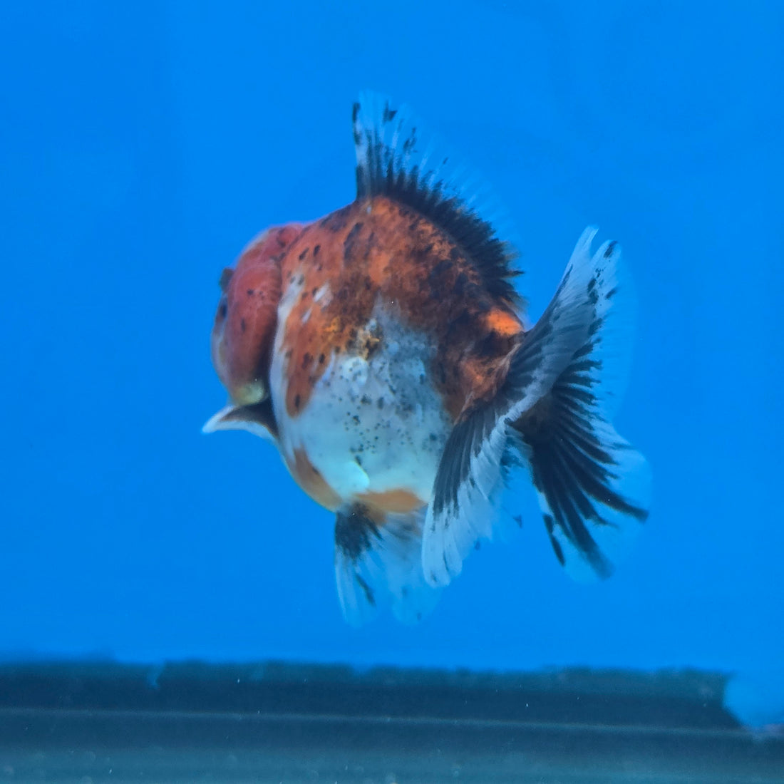 Thai Oranda Tiger Shogun Farm 2.8" Body Male 6mths(FEB-585)R3B02