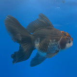 Thai Oranda Red Cap Apache 3.00" Body Male (FEB-796)R1B03