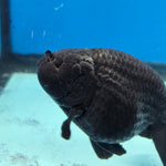 Thai Ranchu Jet Black 4 in Body Female (FEB-539)R3A03