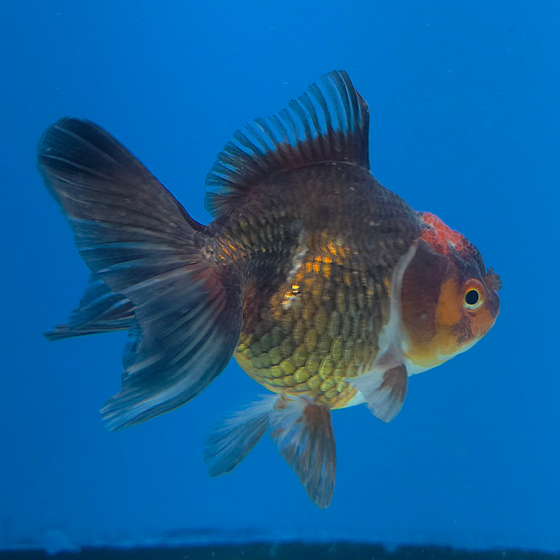 Thai Oranda Apache 2.5” Female(FEB-680)R3B01