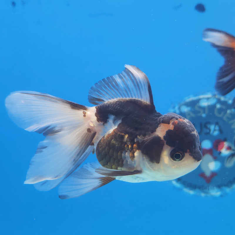 Thai Oranda Panda Tri-Color 2.5 F (FEB-184)R3A07