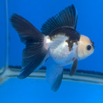 Thai Oranda Lemon Head Panda Jumbo Breed 2.8" Body Female 6mths(FEB-541)