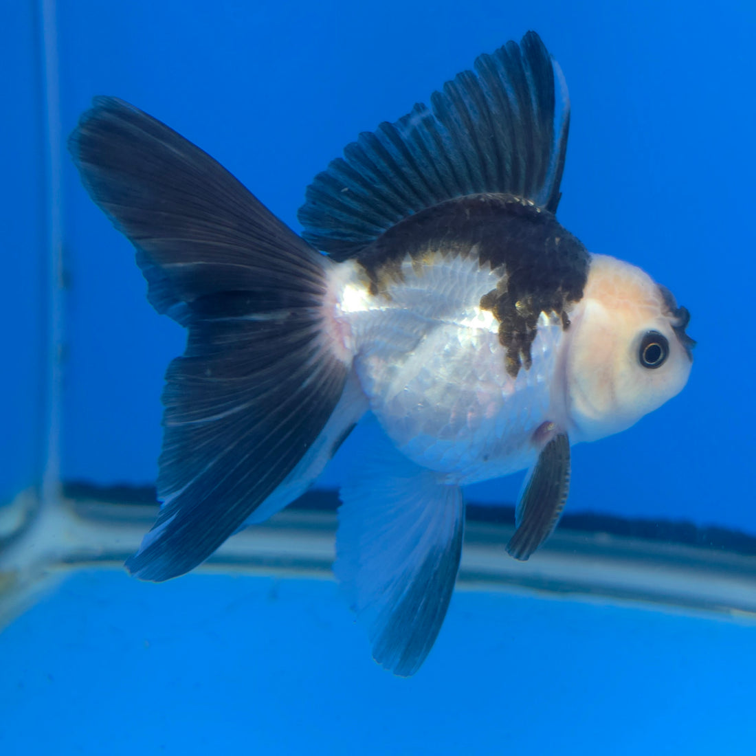 Thai Oranda Lemon Head Panda Jumbo Breed 2.8" Body Female 6mths(FEB-541)