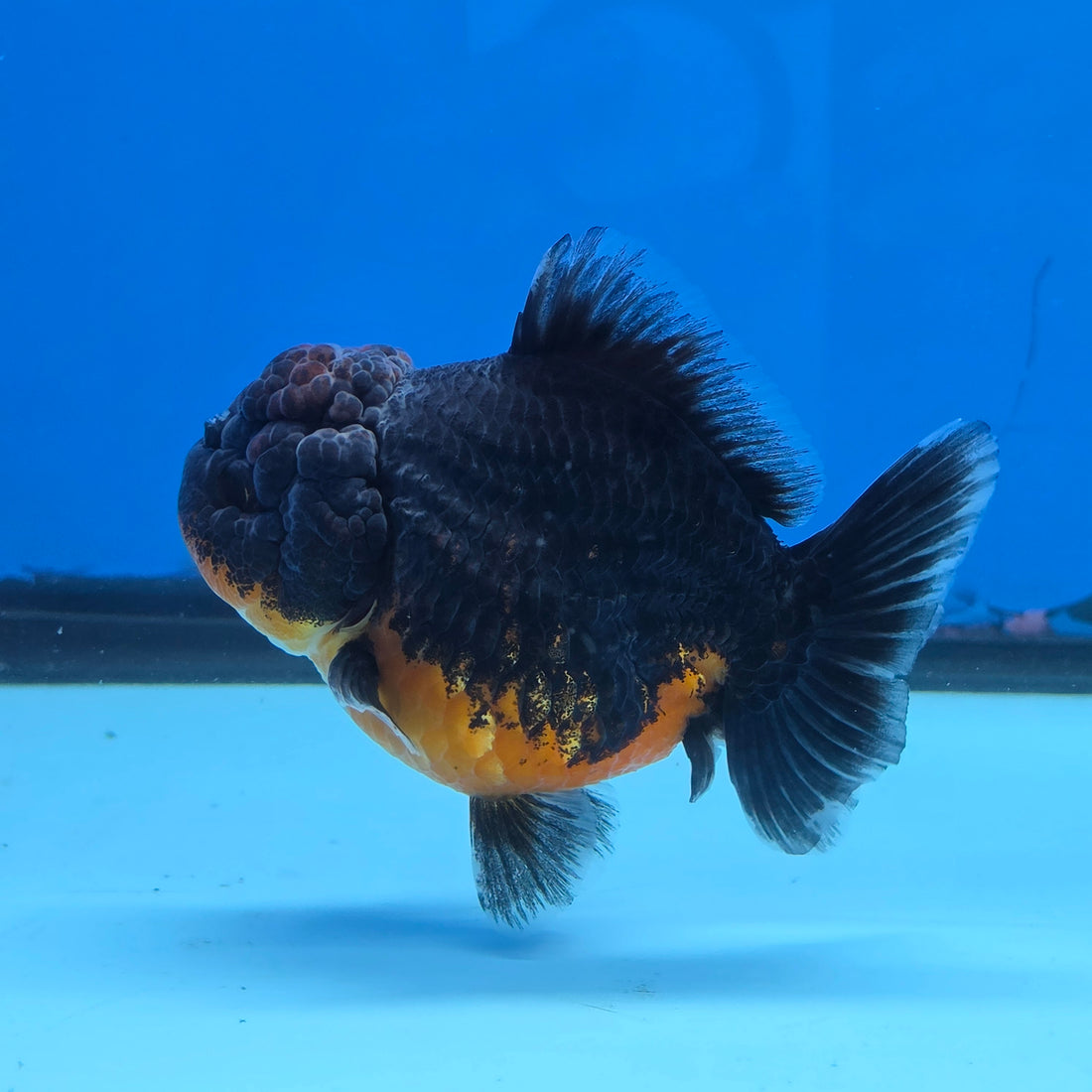 Thai Oranda Red Kirin Shogun Farm 3.5" Body Female 8mths(FEB-556)R3A02