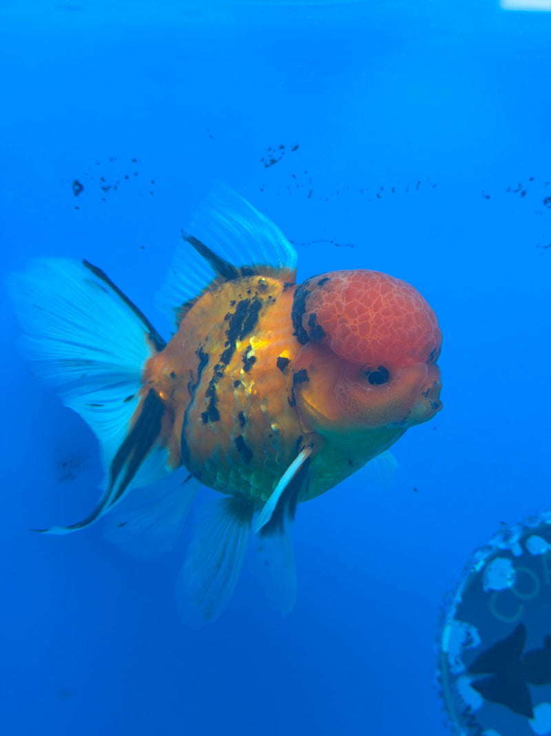 Thai Oranda Tiger Male 3.5in (FEB-453)BLUETUBA