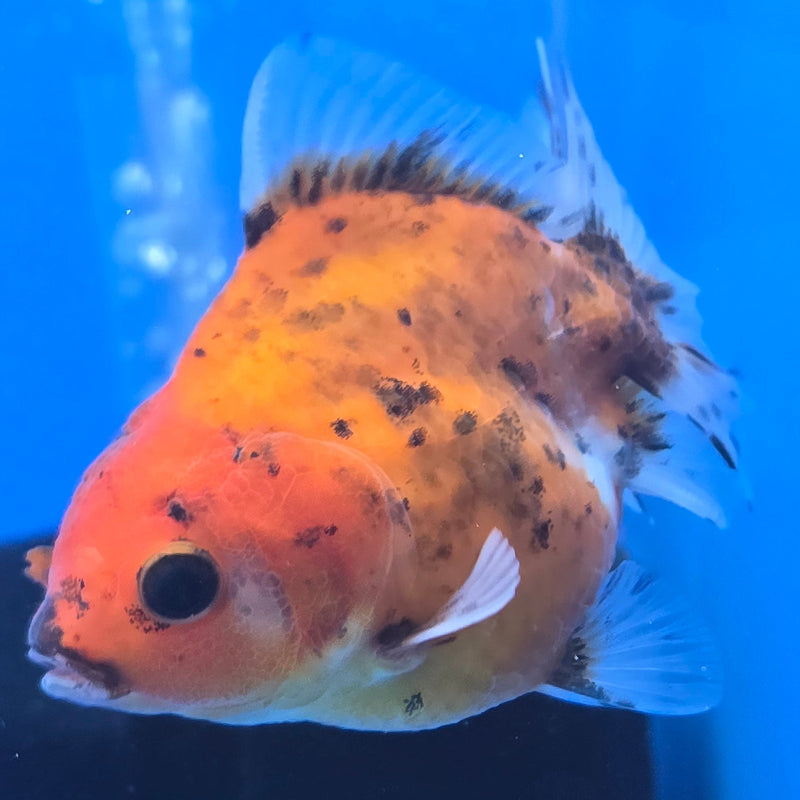 Thai Shogun Calico Oranda 2.5" Body Male A+ Grade(CK-605)R3A01