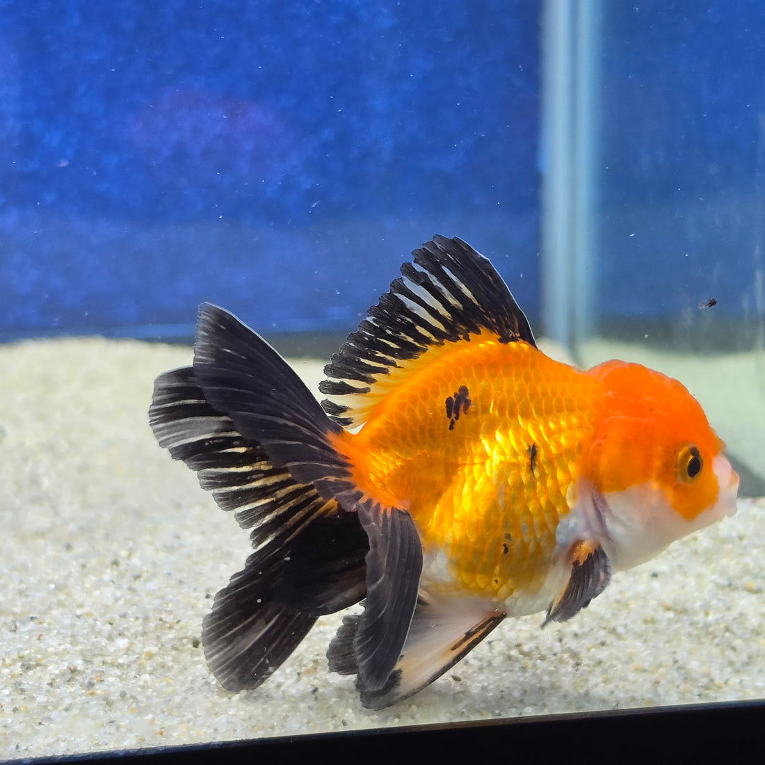 Thai Oranda Apache 2.5” male(FEB-653)R3B21