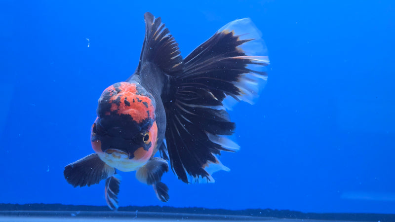Thai Jumbo Apache Orchid Tail Oranda 5.00 inch Body Male 8 Months Age Giant Breed (NNN-3018)R1A07