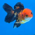 Thai Oranda Apache body breed 2.5" Body Female 6mths(FEB-565)R3B22