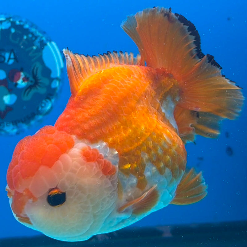 Thai Oranda JUMBO Red & White Orchid Tail  5in Female (FEB-434)R2A08