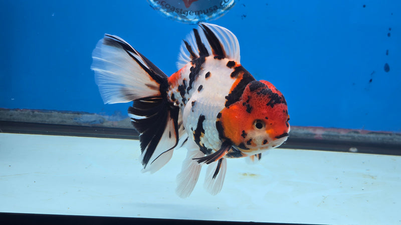 Thai Tri Color Tiger Calico Orchid Tail 3.50 inch Body Male Medium Breed (NNN-3029)R3A15