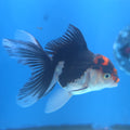 Thai Oranda Red Cap Panda 2.5” Female(FEB-662)R3B04