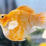 High Grade Golden Zebra Balloon Molly (Poecilia sphenops)