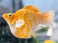 High Grade Golden Zebra Balloon Molly (Poecilia sphenops)