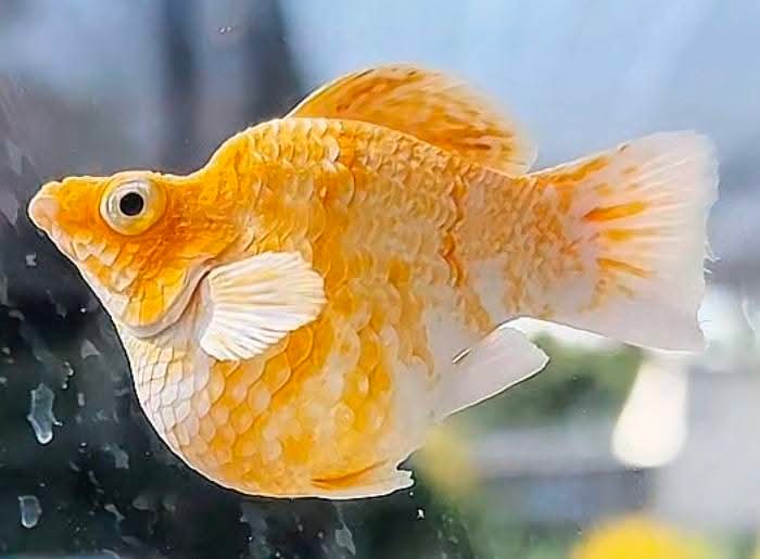 High Grade Golden Horse Balloon Molly (Poecilia sphenops)