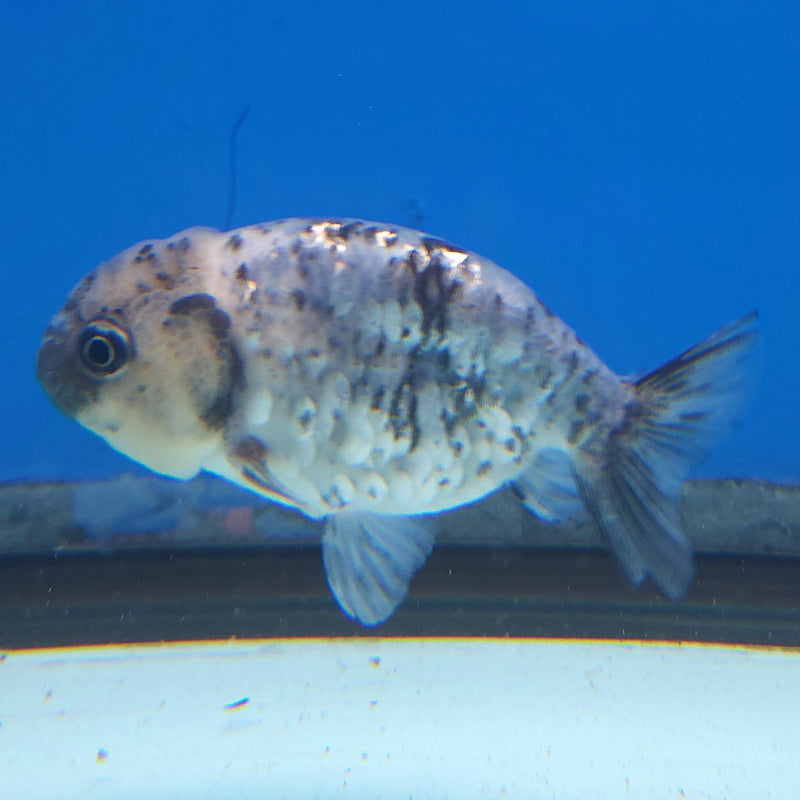 Thai Ranchu Granite 2.5in Female (FEB-339)R3A14