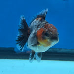 Thai Oranda Red Cap Blue Kirin Shogun Farm 2.5" Body Female 6mths(FEB-584)R3B02