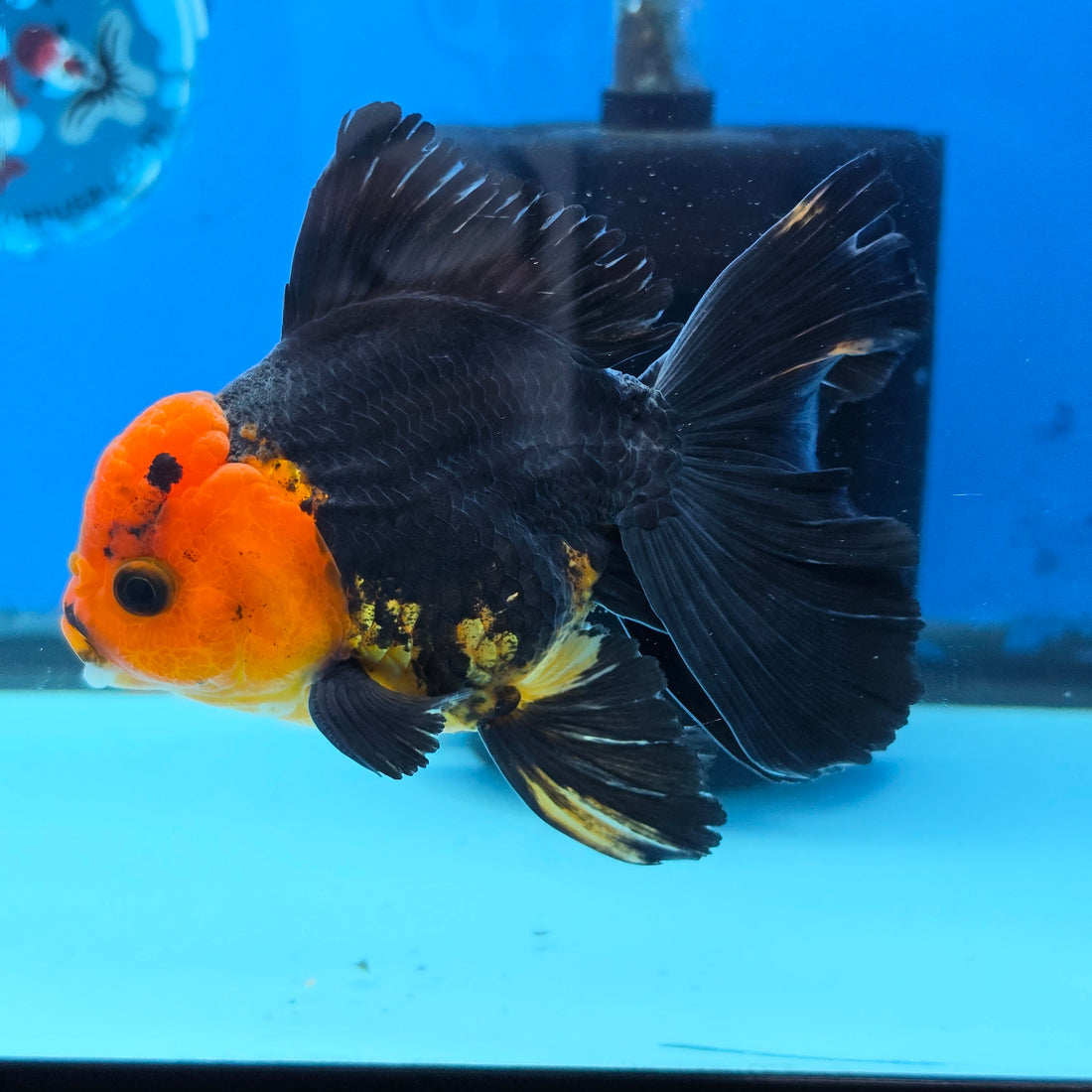 Thai Oranda Apache 4" Body male 9mths(FEB-568)R3A01