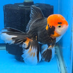 Thai Oranda Red Cap Panda Color 3.3 in Body Male (FEB-536)R3A03