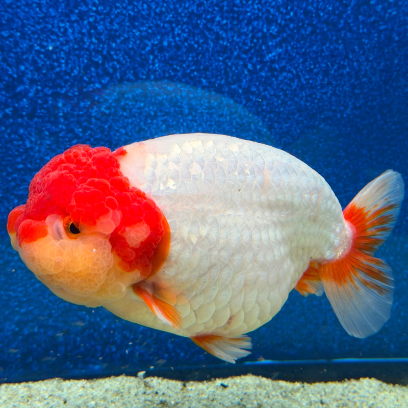Thai Ranchu Red & White 4in Female (FEB-464)BLUETUBA